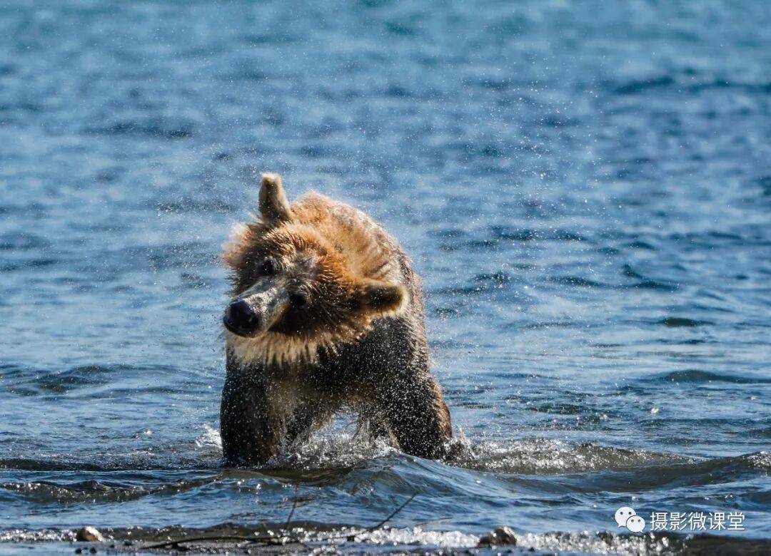 岛棕熊捕鱼、白令海峡寻拍鲸鱼及自然风光专业摄影团开元ky棋牌【远东探险丨勘察加】7月野性堪察加半(图1)