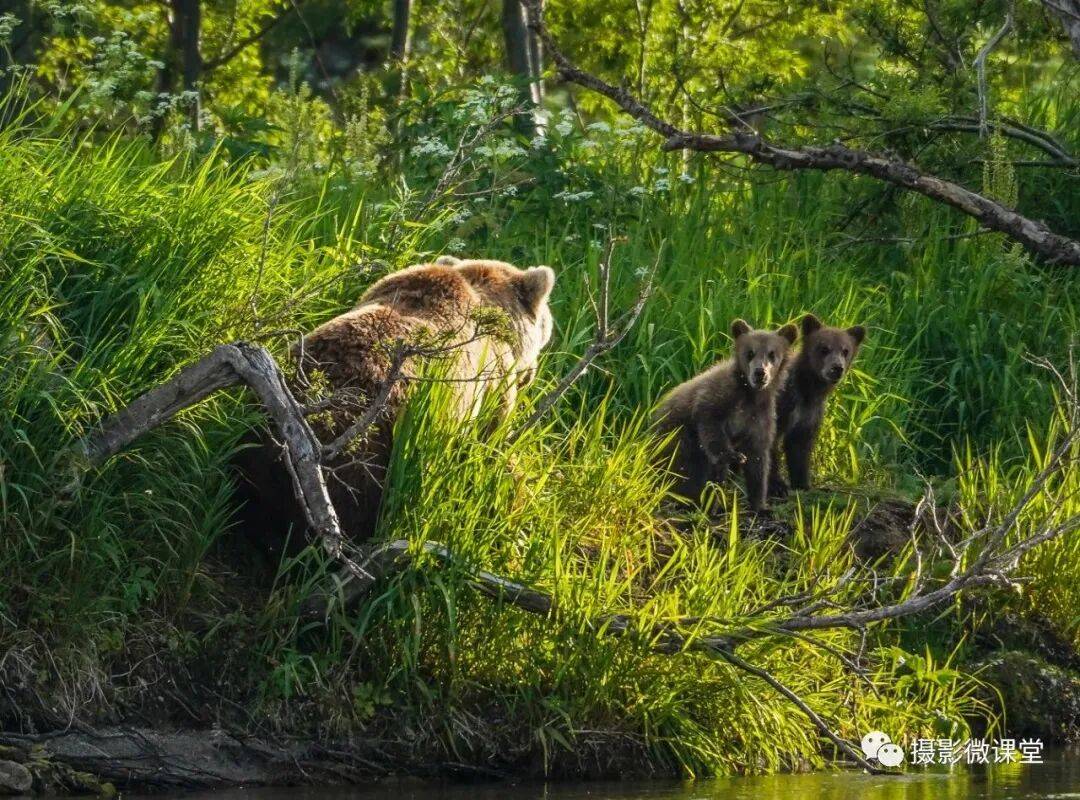 岛棕熊捕鱼、白令海峡寻拍鲸鱼及自然风光专业摄影团开元ky棋牌【远东探险丨勘察加】7月野性堪察加半(图3)