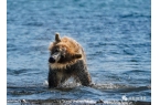 岛棕熊捕鱼、白令海峡寻拍鲸鱼及自然风光专